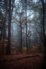 Naklejka na ściany i meble Beautiful autumnal forest with orange leaves and fog in fall
