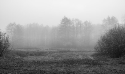 Fototapeta na wymiar Black and white marsh landscape in Kampinos National Park, Poland. A dark and misty mood of October morning. Silhouettes of the plants are blurred because of the fog rising over the clearing.