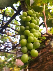 grapes on vine