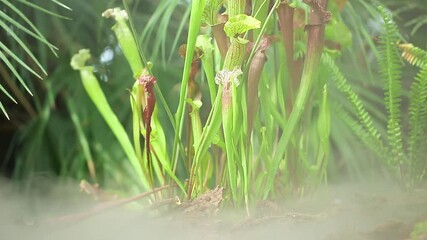 Close up of very rare carnivorous plant in the jungle during morning mist or fog, nature concept
