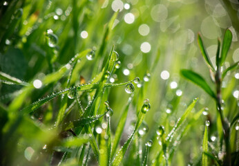 Fototapeta na wymiar Nice morning dew on green grass close up macro photography nature