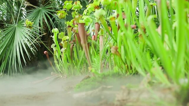 Close up of very rare carnivorous plants in the botanic garden with a morning mist or fog, nature concept