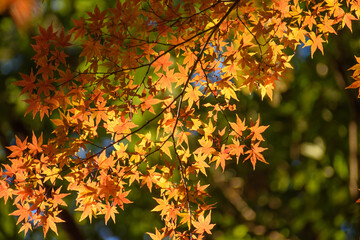 多聞院（埼玉県）の紅葉