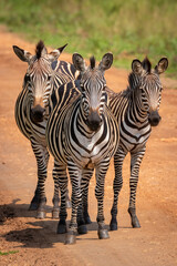 Obraz premium Herd of plains zebra, equus quagga, equus burchellii, common zebra standing on the road, Lake Mburo National Park, Uganda. 