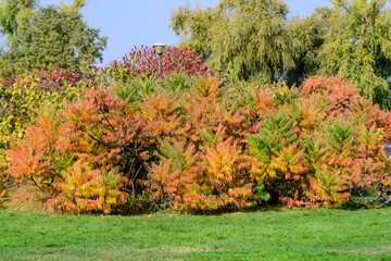Fototapeta premium Minimalist monochrome background with large red and orange leaves and small flowers of Rhus shrub, commonly known as sumac, sumach or sumaq, in a a garden in a sunny autumn day.