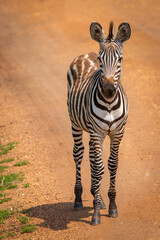 Plains zebra foal, equus quagga, equus burchellii, common zebra standing on the road, Lake Mburo...
