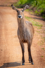 Female defassa waterbuck ( Kobus ellipsiprymnus defassa), Lake Mburo National Park, Uganda.	
