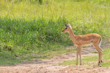 A newborn impala (Aepyceros melampus), Lake Mburo National Park, Uganda.
