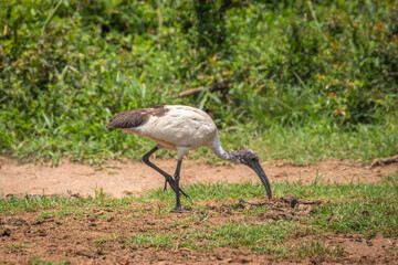 A Sacred Ibis ( Threskiornis aethiopicus), Lake Mburo National Park, Uganda.
