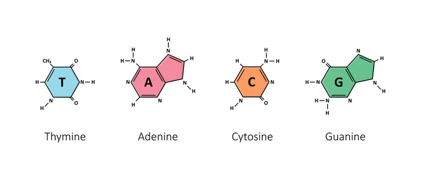Nitrogenous base of DNA, Molecular biology