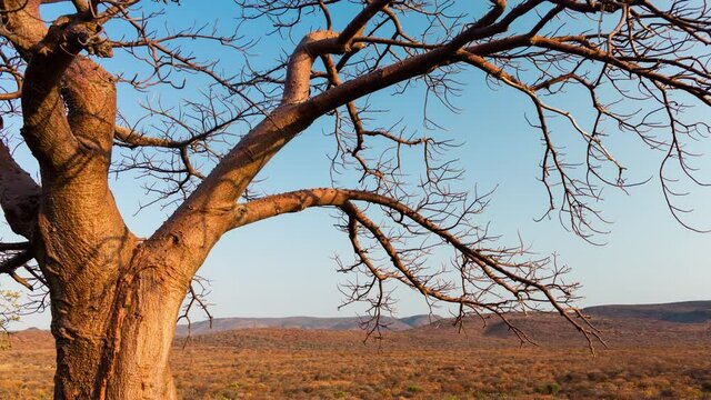 Static late afternoon medium timelapse of giant African Baobab (Adansonia digitata) at sunset, dip to black in dry season with blue sky, golden light and shaddows, Nwanedi, Limpopo, South Africa.