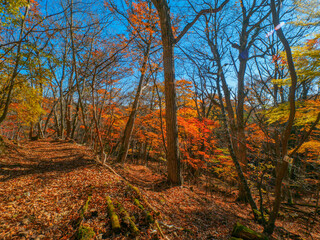 Mountain trail covered with fallen leaves (Tochigi, Japan)
