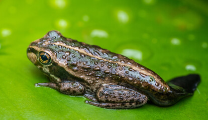 tadpole on leaf