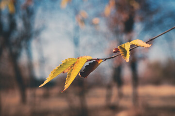 Dry yellow maple leaves fly from the trees