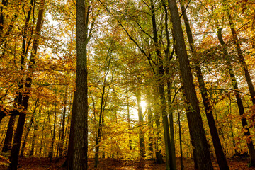 trees in the autumn forest at sunset