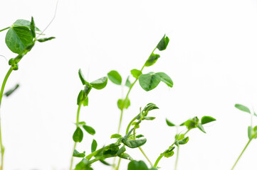 green young sprouts of green peas on a white background