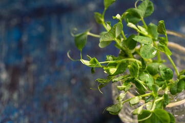green young sprouts of green peas on a dark background
