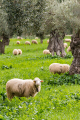 Sheep grazing, Alqueria d Avall, Bunyola, region of the Serra de Tramuntana, Mallorca, Spain