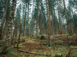 Moss covered branches, roots and trees in a Swiss alpine forest. The moss covers the ground and woodland as autumn leaves cover the forest floor.
