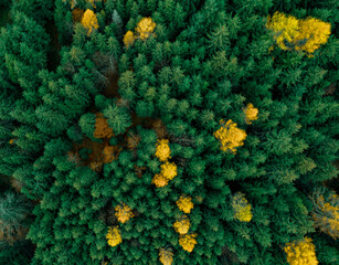 Aerial Drone shot of a swiss alpine forest during Autumn with some bright yellow trees standing out against the green pine forest.