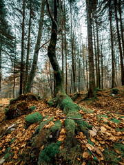 Moss covered branches, roots and trees in a Swiss alpine forest. The moss covers the ground and woodland as autumn leaves cover the forest floor.