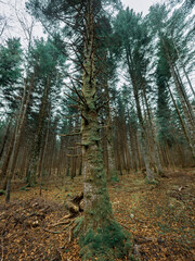 Moss covered branches, roots and trees in a Swiss alpine forest. The moss covers the ground and woodland as autumn leaves cover the forest floor.
