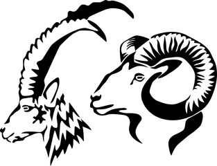 Head of ibex and mouflon