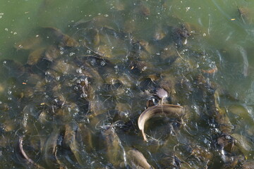 Many catfish in the swamp at the public park.