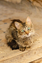 Obraz premium Fes, one of the king city's in Morocco