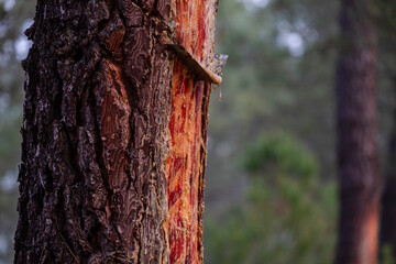 resin extraction in a Pinus pinaster forest, Montes de Coca, Segovia, Spain