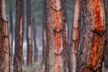 resin extraction in a Pinus pinaster forest, Montes de Coca, Segovia, Spain