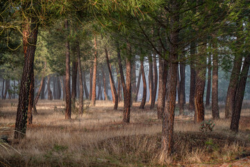 resin extraction in a Pinus pinaster forest, Montes de Coca, Segovia, Spain