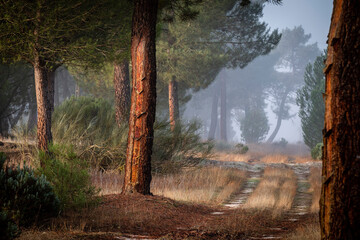 resin extraction in a Pinus pinaster forest, Montes de Coca, Segovia, Spain