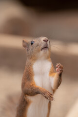 エゾリス　可愛いポーズ