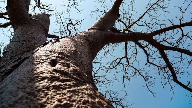 Slow linear vertical push-in timelapse sliding up texture of trunk/bark of giant Baobab (Adansonia digitata) tree, dry season, shadows flickering against bright blue sky, Limpopo, South Africa.