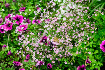 Many small pink flowers of Gypsophila elegans, commonly known as showy baby's-breath and green leaves in a spring garden, beautiful indoor floral background photographed with selective focus.