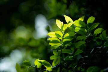 日差しが差し込み輝く新緑