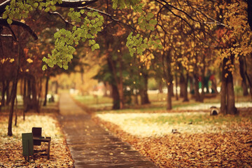 Naklejka premium autumn season landscape in park, view of yellow trees alley background
