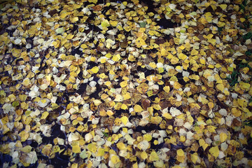 fallen leaves autumn abstract background, yellow leaves, october in the park, seasonal design