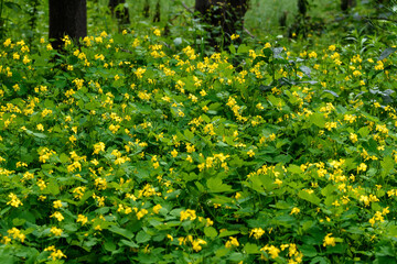 Close up of a group of fresh yellow flowers of lesser celandine or pilewort also known as Ficaria verna or Ranunculus ficari in a garden in a sunny spring day, floral background.