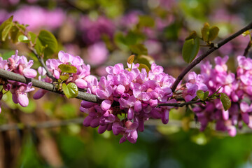 Many vivid pink flowers of Cercis siliquastrum, commonly known as Judas tree or Judas-tree, in a garden in a sunny spring day, beautiful outdoor floral background.