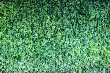 Artificial fake plant wall decoration background.