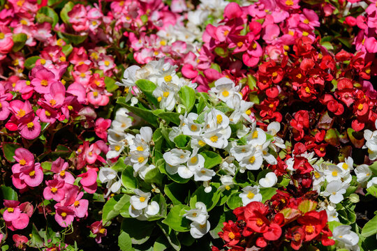 Top view of many vivid pink begonia flowers with fresh in a garden in a sunny summer day, perennial flowering plants in the family Begoniaceae, vivid floral background in direct sunlight.
