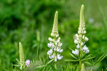 Many white flowers of Lupinus, commonly known as lupin or lupine, in full bloom and green grass in a sunny spring garden, beautiful outdoor floral background photographed with soft focus.
