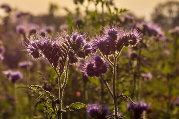 lila blühende Bartblumen in der Abendsonne