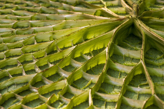 Close-up of underside of leaf Victoria amazonica genus of water-lilies