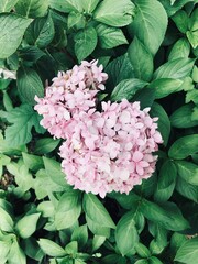 pink hydrangea flower