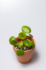 Chinese money plant (Pilea Peperomioides), potted plant on white background. Houseplant for minimal creative home decor concept.