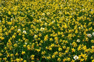 Tuinposter Łąka z kwiatami © Heroc