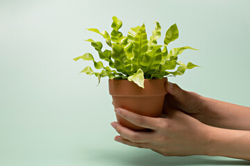 Bird's nest fern (Asplenium nidus), potted plant on pastel green background. Houseplant for minimal creative home decor concept.